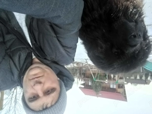 Dresez caini indiferent de varsta și rasa acesyora - imagine 5