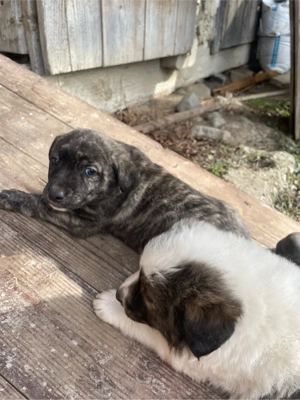 Catei de vanatoare  - imagine 4