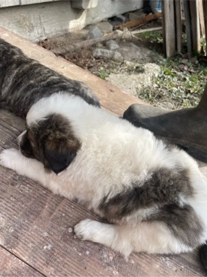 Catei de vanatoare  - imagine 3