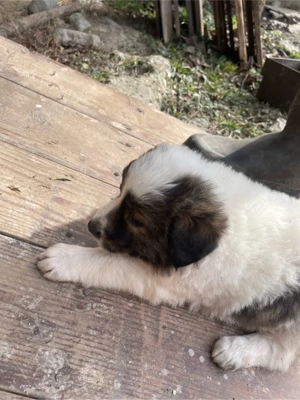 Catei de vanatoare  - imagine 2