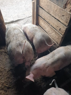 porci de vanzare - imagine 2