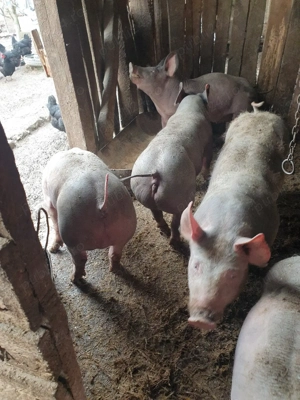 porci de vanzare - imagine 4