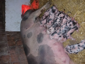 Purcei de vânzare diferite vârste! - imagine 4