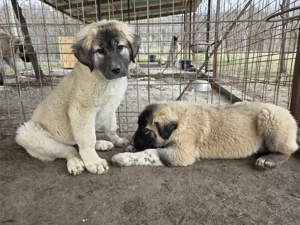 Pui 3 luni de vanzare- metis kangal cu ciobanesc