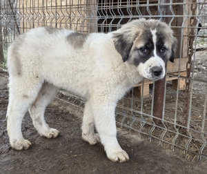 Pui 3 luni de vanzare- metis kangal cu ciobanesc - imagine 5
