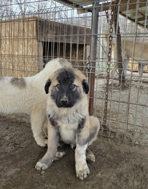 Pui 3 luni de vanzare- metis kangal cu ciobanesc - imagine 3