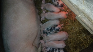 Purcei de vânzare diferite vârste! - imagine 5