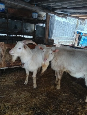 vand lot de capre sannen - imagine 3