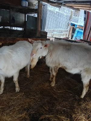 vand lot de capre sannen