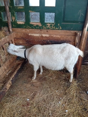 vand lot de capre sannen - imagine 5