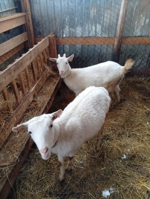 vand lot de capre sannen - imagine 2