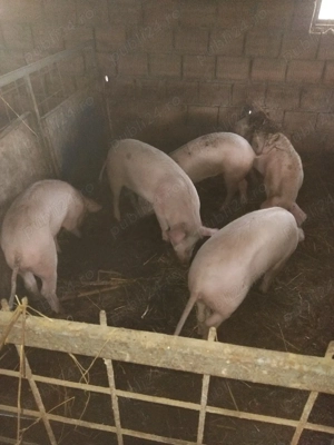 vand purcei si soldani - imagine 4