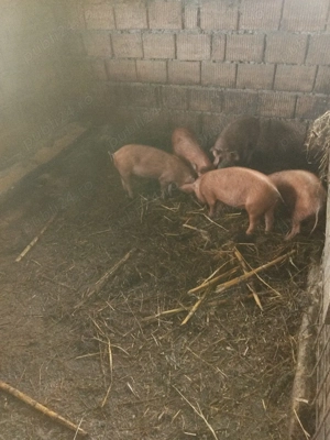 vand purcei si soldani - imagine 5