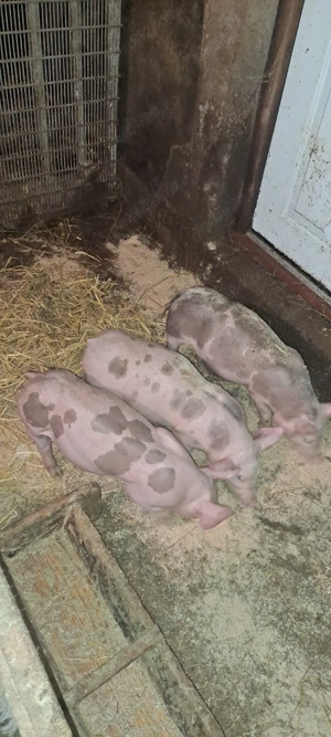 De vanzare! - imagine 3