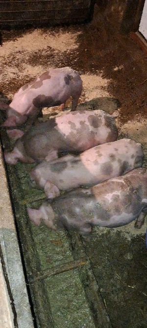 De vanzare! - imagine 2