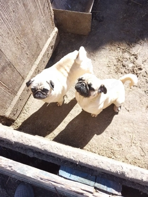 de vanzare pereche mops pug 