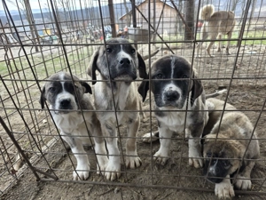 Pui 3 luni de vanzare - metis asia centrala cu kangal - imagine 4