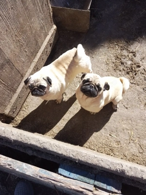 de vanzare pereche mops pug  - imagine 3