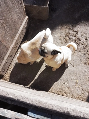 de vanzare pereche mops pug  - imagine 2