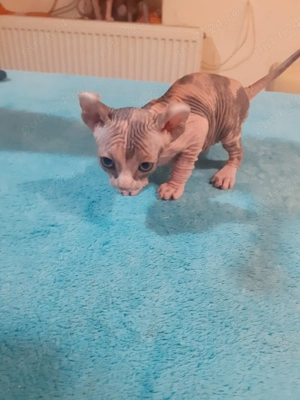 fetita sfinx - imagine 3