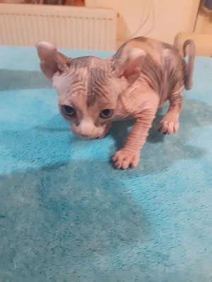 fetita sfinx - imagine 2