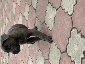 Pui de Cane Corso  - imagine 4