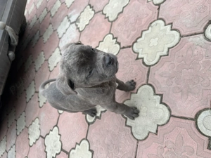 Pui de Cane Corso  - imagine 2