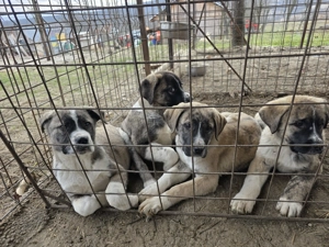 Pui 3 luni de vanzare - metis asia centrala cu kangal - imagine 2