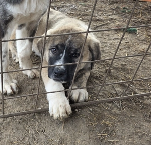 Pui 3 luni de vanzare - metis asia centrala cu kangal - imagine 3