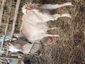 Vand capre gestante de rasa  - imagine 2