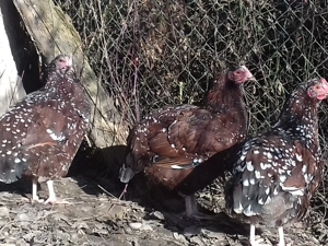 Vand familie tanara sussex porțelan - imagine 3