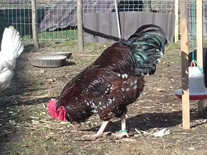 Vand familie tanara sussex porțelan - imagine 2