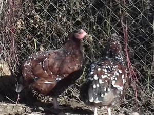 Vand familie tanara sussex porțelan - imagine 4