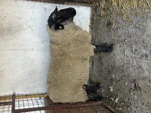 Vând doi berbeci Suffolk !!!