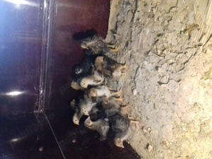 Vând 9 pui Wyandotte porțelan si GSG - imagine 2