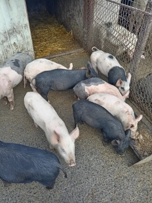 Purceii de vînzare  - imagine 2