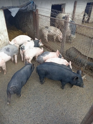 Purceii de vînzare  - imagine 3