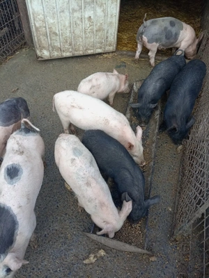 Purceii de vînzare  - imagine 4