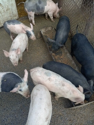 Purceii de vînzare  - imagine 5