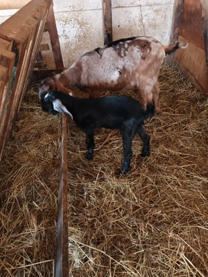 iezișori anglonubieni - imagine 2