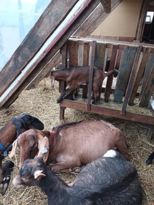 iezișori anglonubieni - imagine 5