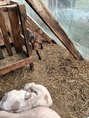 iezișori anglonubieni - imagine 4