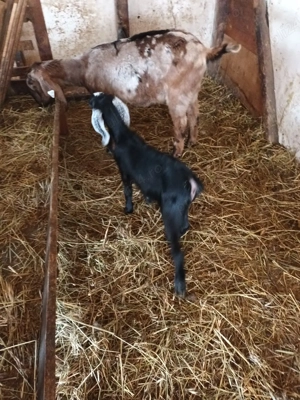 iezișori anglonubieni - imagine 3