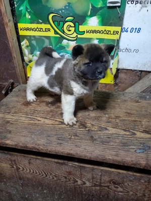 Vand catei akita American - imagine 2