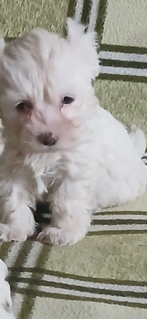 De vînzare bichoni - imagine 2