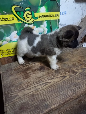 Vand catei akita American - imagine 3