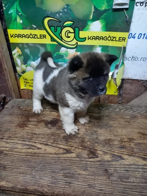 Vand catei akita American - imagine 4