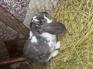 Pui de iepure berbec german  - imagine 2