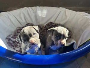 Vând fetiță și băiat American  Bully blues poket