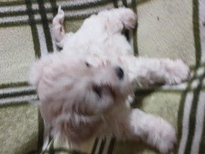 Vand bischon maltez in varsta de 5 saptamani jucausi mancaciosi detali in privat - imagine 2